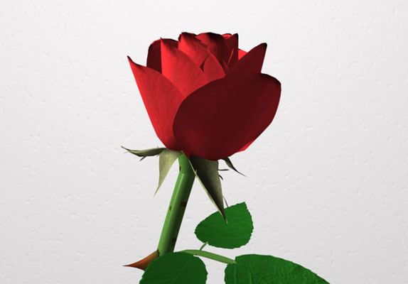 Rosa